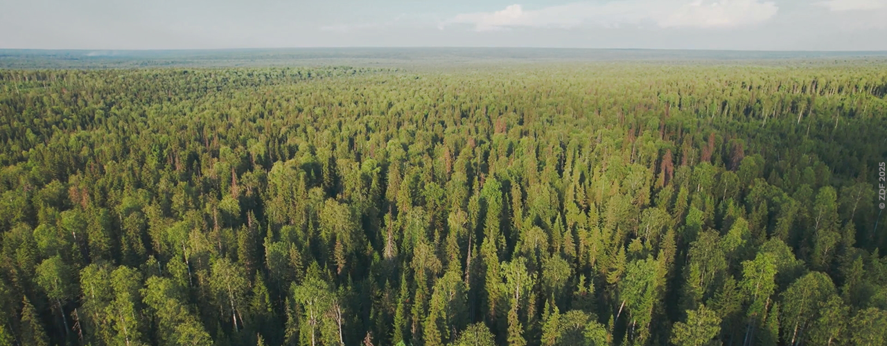 Forêt à perte de vue
